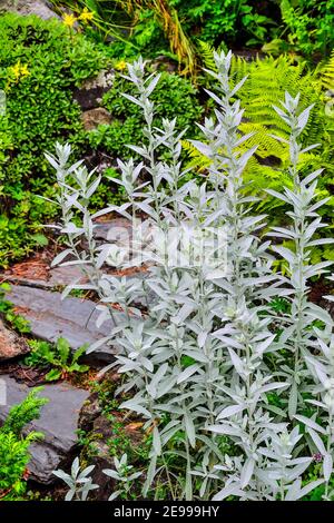 Silver wormwood or sagebrush Artemisia ludoviciana «Silver Queen» - ornamental scented plant with silver colored leaves for garden landscaping. Decora Stock Photo