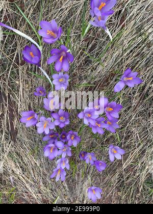 Close-up of a group of blooming purple crocus flowers on a meadow: Pretty group of purple crocus under the bright sun in spring time, Europe. Stock Photo