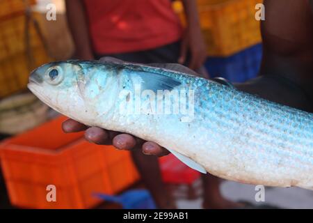 freshly harvested grey mullet in hand mugil cephalus fish in hand Stock Photo