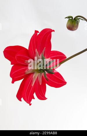 Dahlia 'Bishop of Llandaff', Back View and bud, on a white background