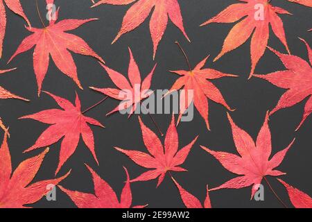 Red Japanese maple leaves from the Acer palmatum tree, placed on a dark metallic surface. Background image Stock Photo