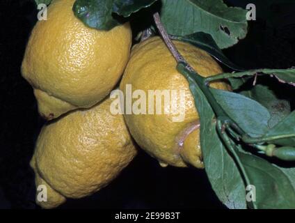 Lemon fruits close-up (scanned from Fujichrome Verlvia) Stock Photo