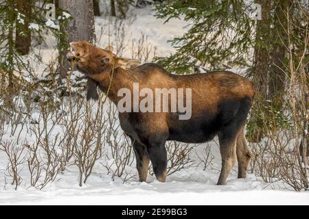 Cow moose (Alces alces) eating in twigs in a snowy forest, Jasper National Park, Alberta, Canada Stock Photo