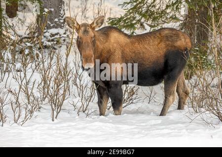 Cow moose (Alces alces) eating in twigs in a snowy forest, Jasper National Park, Alberta, Canada Stock Photo