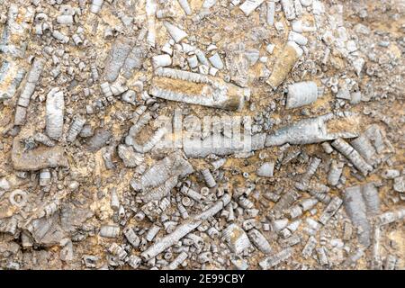 Crinoid Fossil Stems in sea defence rocks near Culross Scotland. Stock Photo