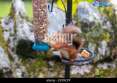 A red squirrel sitting on a bird feeder reaching for peanuts, Scotland. Stock Photo