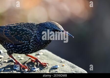 European Starling, Common Starling, Sturnus Vulgaris Stock Photo
