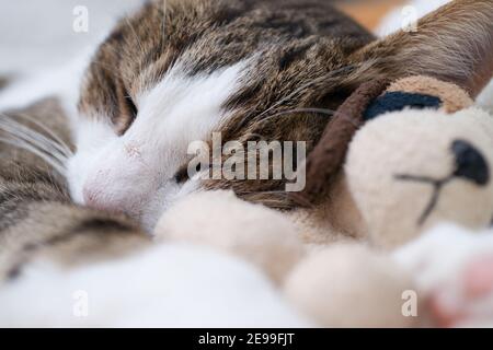Tabby cat sleeps and hug a small stuffed dog Stock Photo