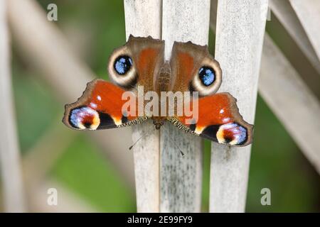 Freshly emerged Peacock Butterfly, Aglais io, at rest at the RSPB's Otmoor nature reserve, Oxfordshire, 21st July 2019. Stock Photo