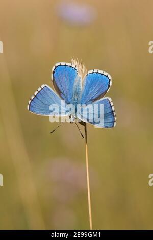 Male Adonis Blue Butterfly, Polyommatus bellargus, at rest on grass stem at Lardon Chase, Berkshire, 1st August 2019. Stock Photo