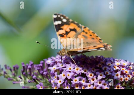 Painted Lady Butterfly, Vanessa cardui, feeding on Buddleia flower in a garden at Harwell, Oxfordshire, 27th August 2019. Stock Photo
