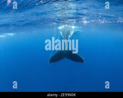 whale tail fin underwater surface. humpback playing in Pacific Ocean  Stock Photo