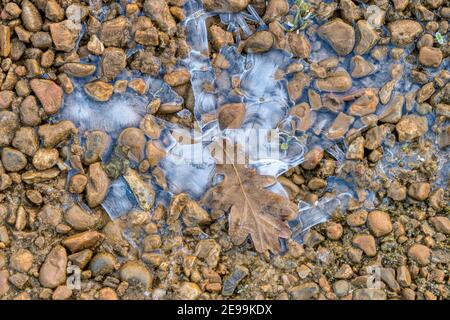 An oak leaf and cracked ice on gravel in winter. Stock Photo
