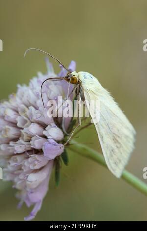 A carrot seed moth, Sitochroa palealis on a purple scabious flower Stock Photo