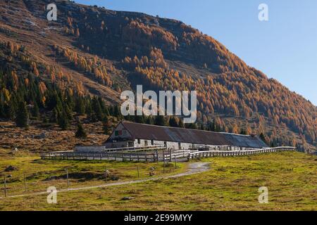 Autumn view of a large barn and meadow with many red-colored larch trees in the background Stock Photo