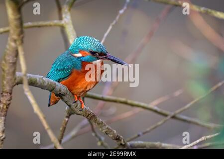 Close up of Kingfisher perched on branch against blurred background Stock Photo