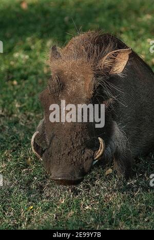 Wharthog grazing, South Africa Stock Photo