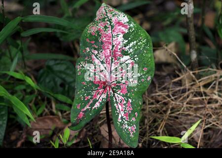 Close up of a multi color colocasia leaf also known as Elephant ear plant Stock Photo