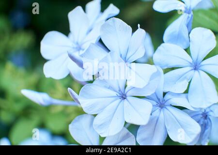 Pale blue flowering Cape leadwort, Plumbago auriculata, potted plant on ...