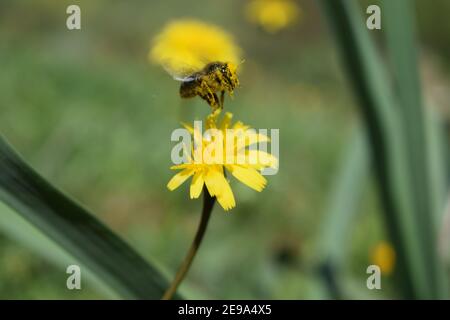 Bee on a yellow Dandelion in the meadow Stock Photo