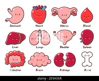 Cute healthy human organs character. Vector line cartoon kawaii character illustration icon. Isolated on white background. Bone,stomach,heart,uterus,blood,liver,lungs,bladder,splee,intestine,kidneys Stock Vector