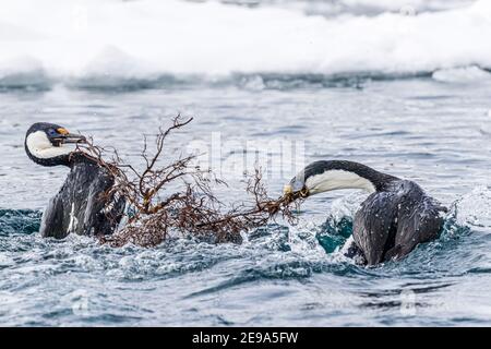 Antarctic shags, Leucocarbo bransfieldensis, competing for nesting material at Port Lockroy, Antarctica. Stock Photo