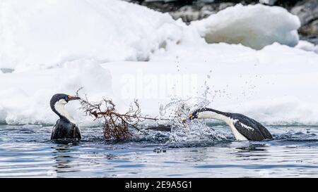 Antarctic shags, Leucocarbo bransfieldensis, competing for nesting material at Port Lockroy, Antarctica. Stock Photo
