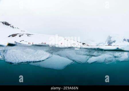 Above and below view of hikers on the beach and ice at Cuverville Island, Ererra Channel, Antarctica. Stock Photo