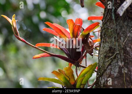 Aechmea caudata Lindm. on tree branch Stock Photo