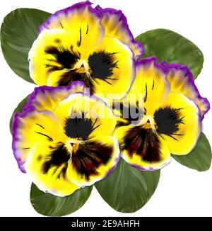 Realistic Pansy Vector Flower. Floral Illustration. Viola Tricolor Beautiful Spring Season Blossom. Botanical Flora Growing. Yellow Petal with Green F Stock Vector