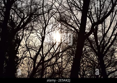 Trees and bushes in winter backlit by a sunset Stock Photo
