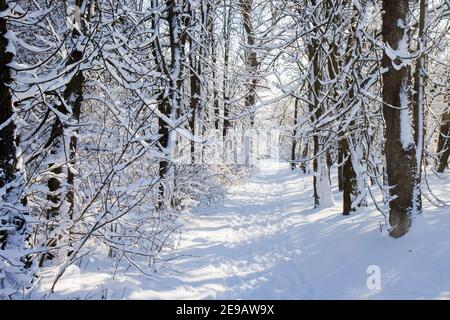trail among snow covered trees Stock Photo