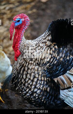 Male turkey portrait with a big red appendage on his head Stock Photo