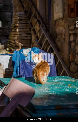Ginger and white kitten, Mali Iz, Island of Iz, Zadar archipelago, Dalmatia, Croatia Stock Photo