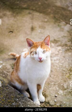 Ginger and white cat, Mali Iz, Island of Iz, Zadar archipelago, Dalmatia, Croatia Stock Photo