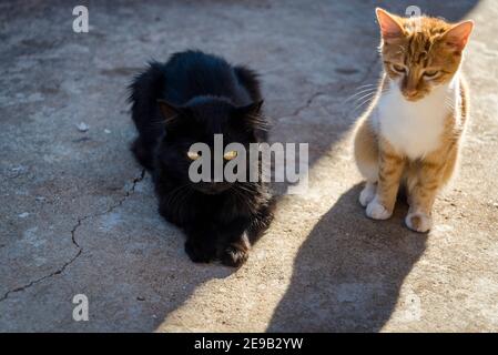 Black cat and ginger and white kitten, Mali Iz, Island of Iz, Zadar archipelago, Dalmatia, Croatia Stock Photo