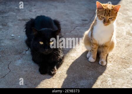 Black cat and ginger and white kitten, Mali Iz, Island of Iz, Zadar archipelago, Dalmatia, Croatia Stock Photo