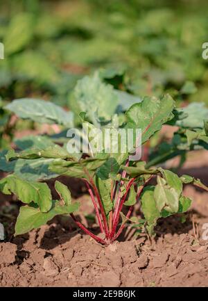 Young plants of beet in the garden, organic growing vegetables. Stock Photo