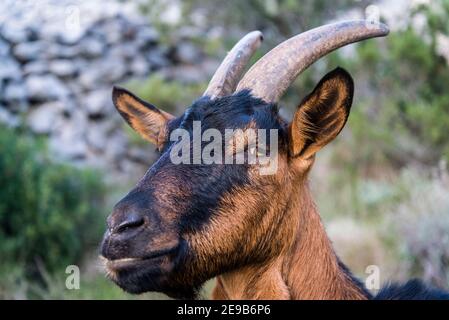 Brown goat, Island of Iz, Dalmatia, Croatia Stock Photo