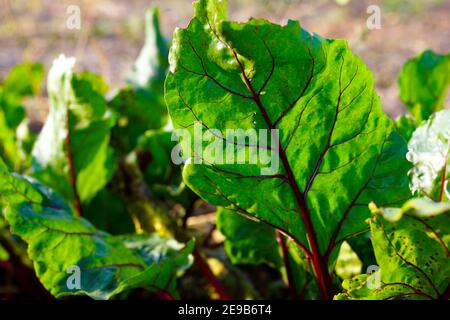 Green leaves of beetroot plant on garden bed. Stock Photo