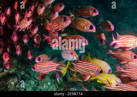 School of Squirrelfish (Sargocentron sp.) on a tropical coral reef. Stock Photo