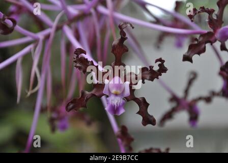 This is an Orchid Schomburgkia Lealia Undulata Stock Photo