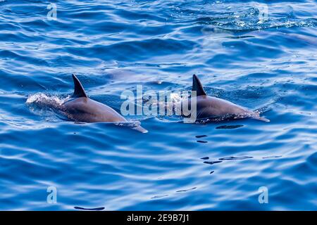 Friendly pod of Common Dolphins on the surface of a tropical ocean.