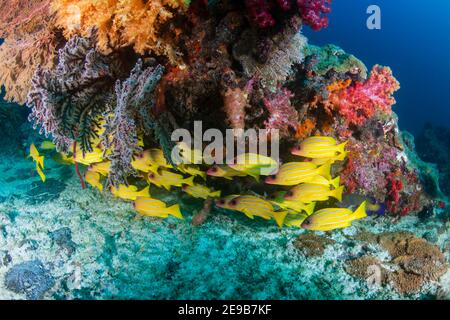 School of colorful five-lined Snapper (Lutjanus quinquelineatus) on a coral reef in the Andaman Sea Stock Photo