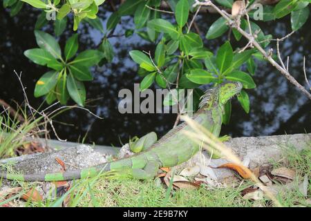 cold iguana in Florida Winter Stock Photo
