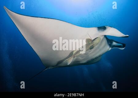 Large Oceanic Manta Ray (Manta birostris) with background SCUBA diver bubbles in a blue, tropical ocean (Andaman sea). Stock Photo