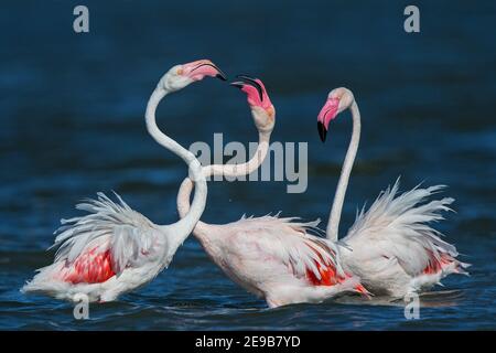 Greater Flamingo (Phoenicopterus roseus) group of three fighting during courtship display, Sardinia, Italy Stock Photo