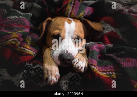 Cute sleeping puppy in a blanket, low key image. Staffordshire terrier dog resting in the throw blanket, close-up portrait Stock Photo