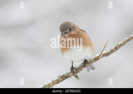 Female Eastern Bluebird Sialia sialis perching on a branch in winter snow Stock Photo
