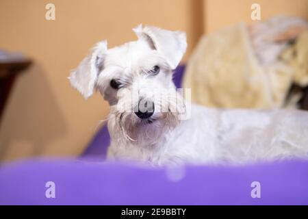 Adorable schnauzer at home resting